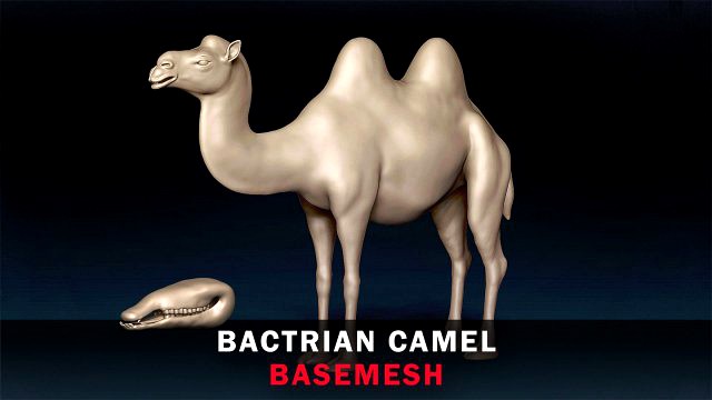 Bactrian Camel Base Mesh