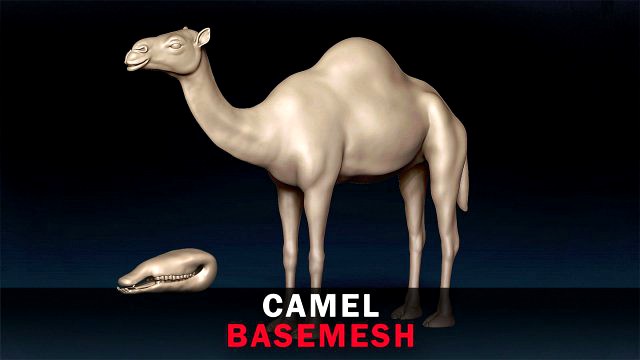Camel Base Mesh