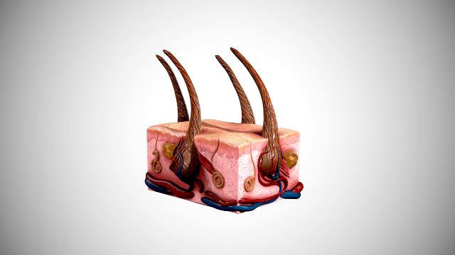 skin and hair low-poly