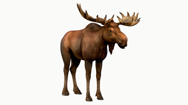 moose