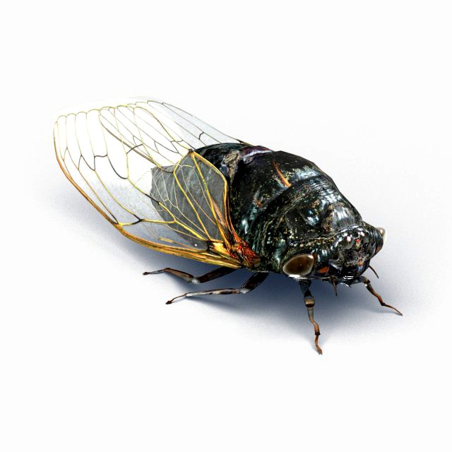 cicada