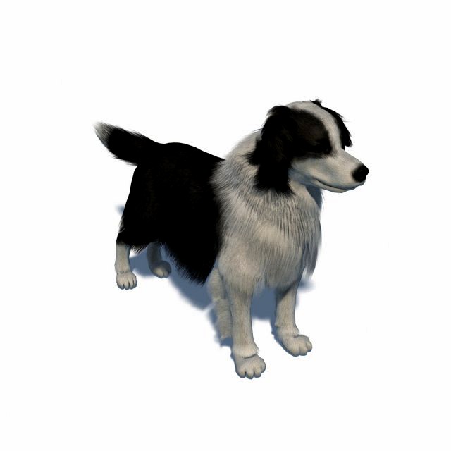 border collie bordernese dog