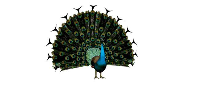peacock