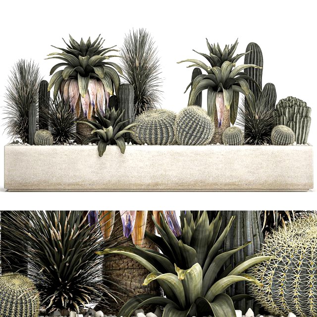 cactus set in a concrete flowerpot for the interior 1100