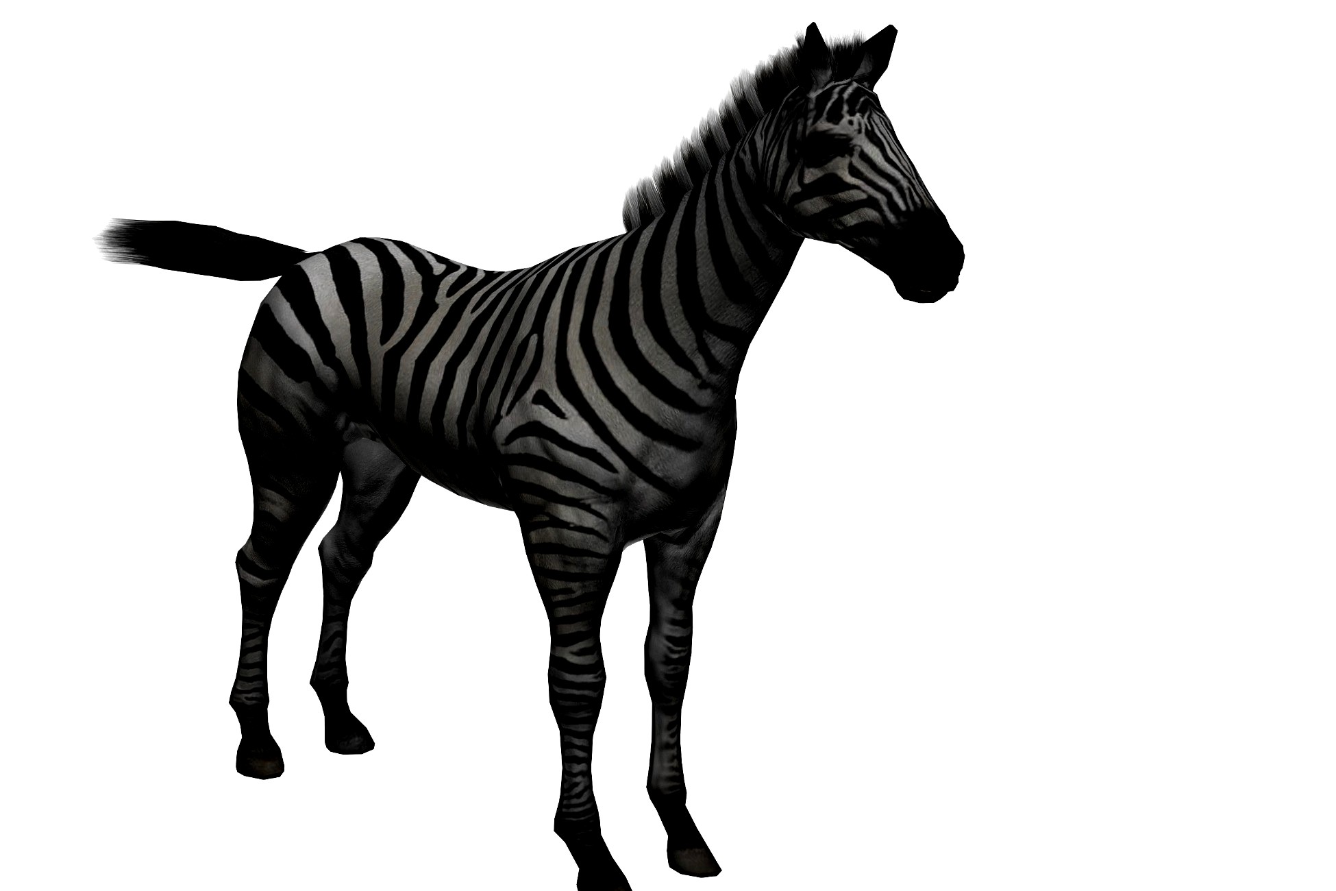 Zebra with animations