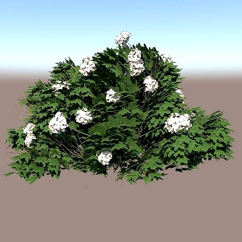 Hydrangea Vray