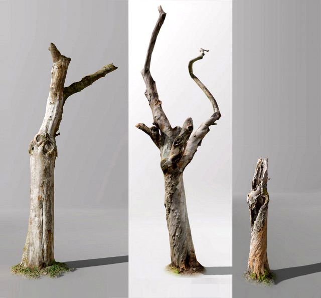 pbr dead tree photoscan collection low poly