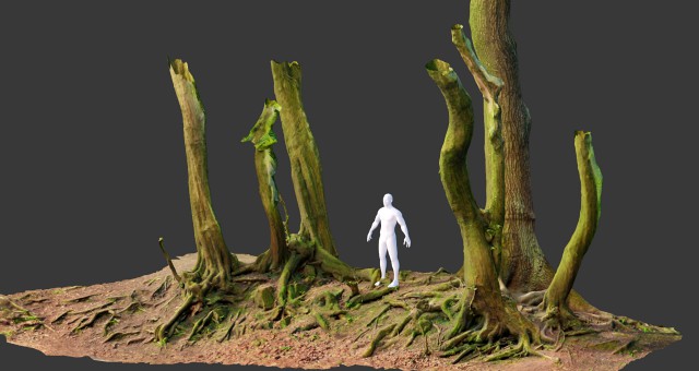 beech oak roots tree big assemble