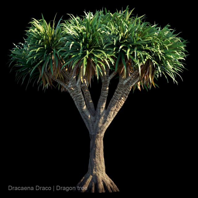 dracaena draco dragon tree