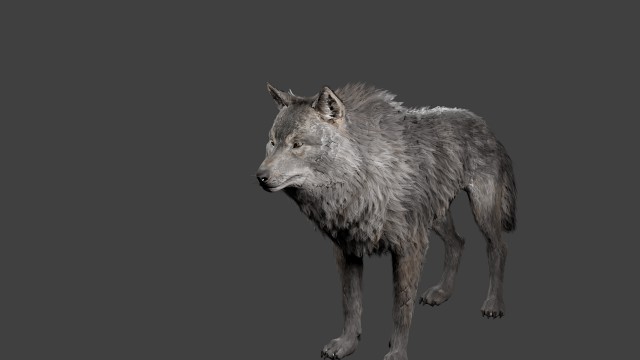realistic wolf rigged 3d model