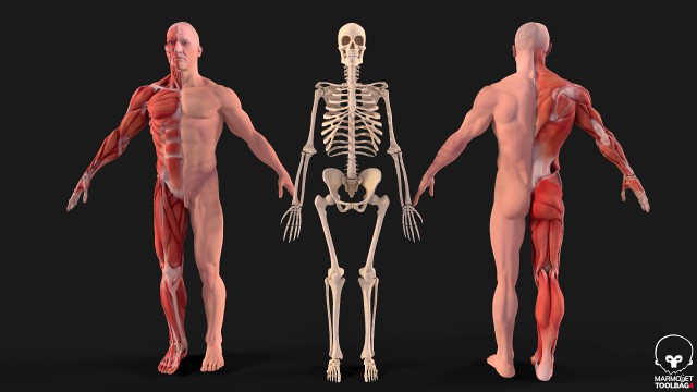 human anatomy full body muscular system and skeleton