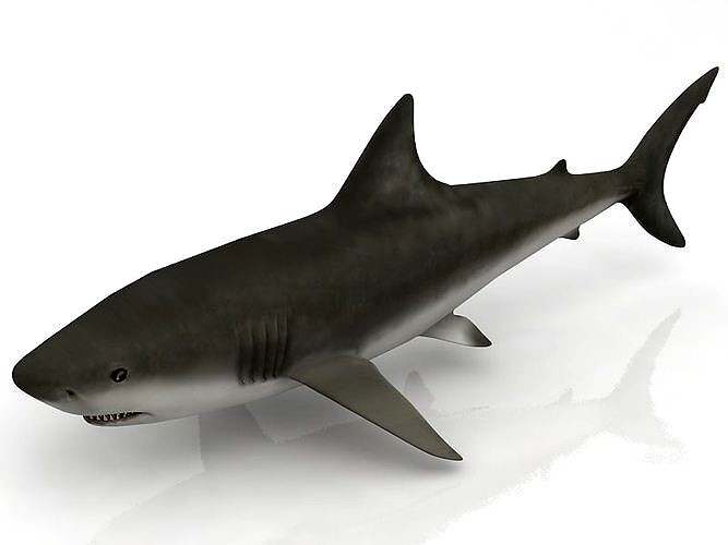 3D Great Shark White model