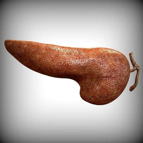 Human Pancreas