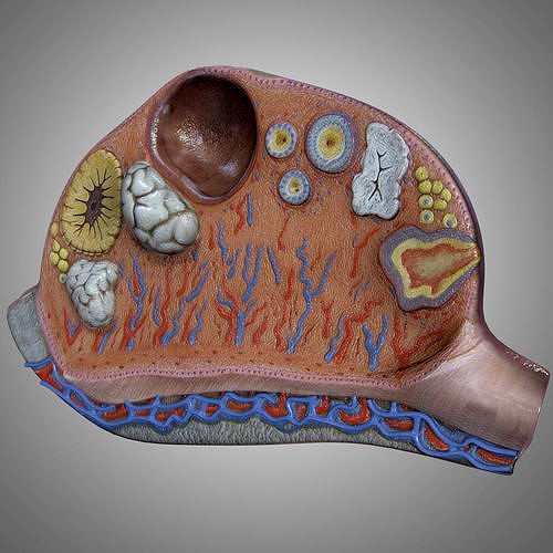 Ovary Anatomy
