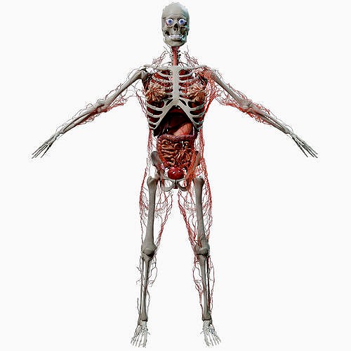 Human Female Anatomy Complete