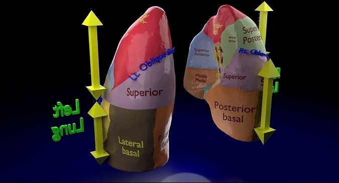 Lung Pulmonary segment anatomy
