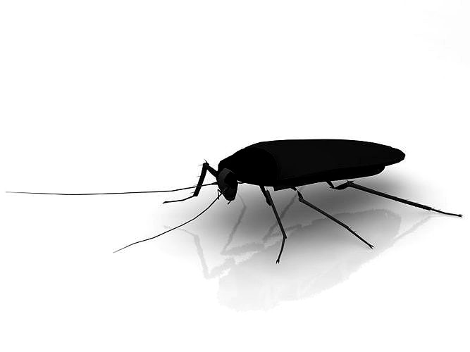 Cockroach model
