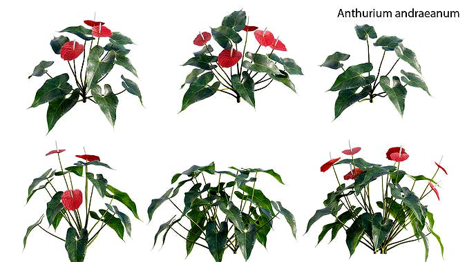 Anthurium andraeanum