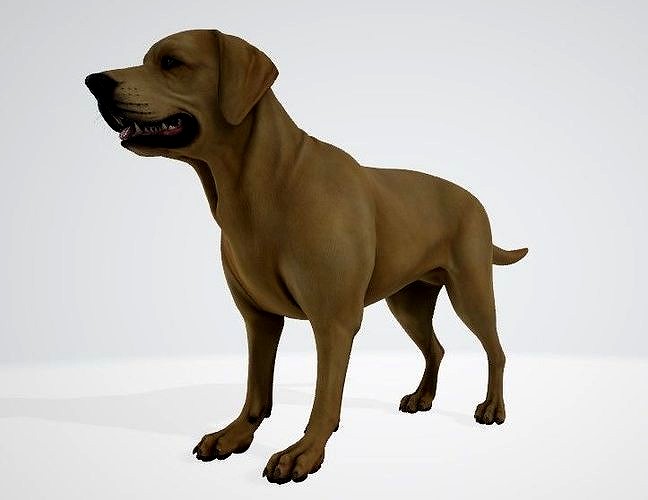 Dog 3D Model