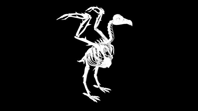 Vulture skeleton