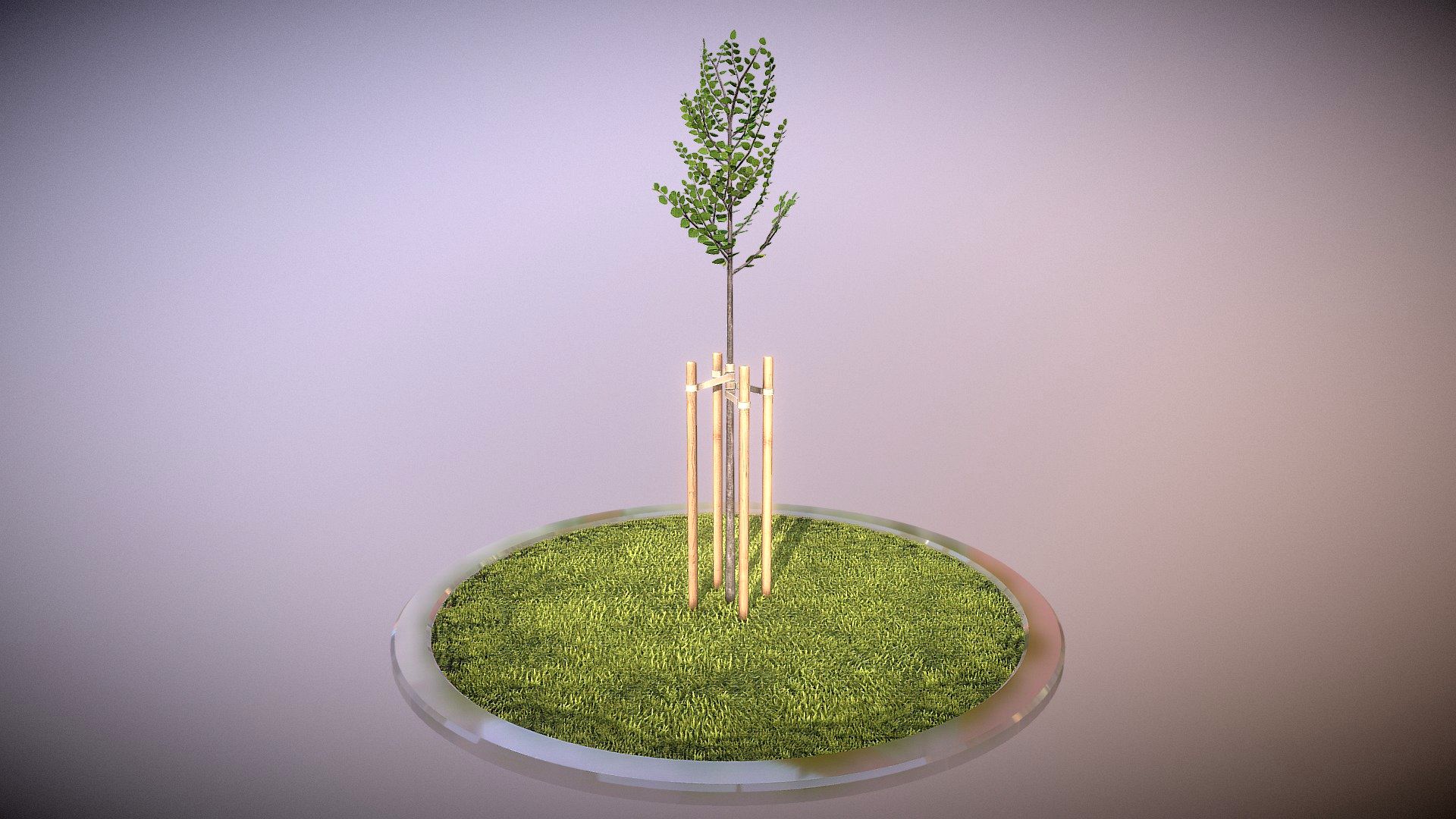 Tilia Tree 2 Meters in Summer Season