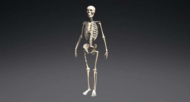 skeleton