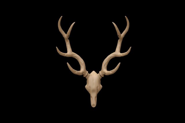 antler