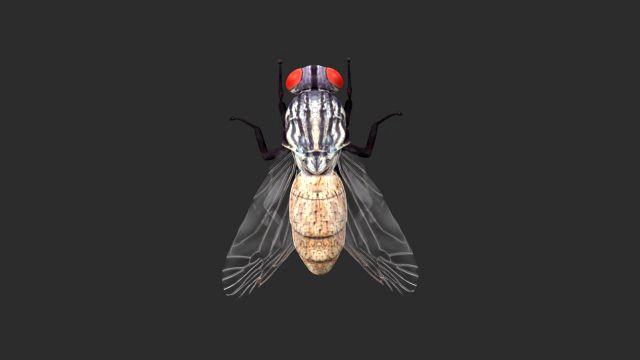 housefly house fly