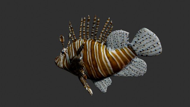 lionfish lion fish