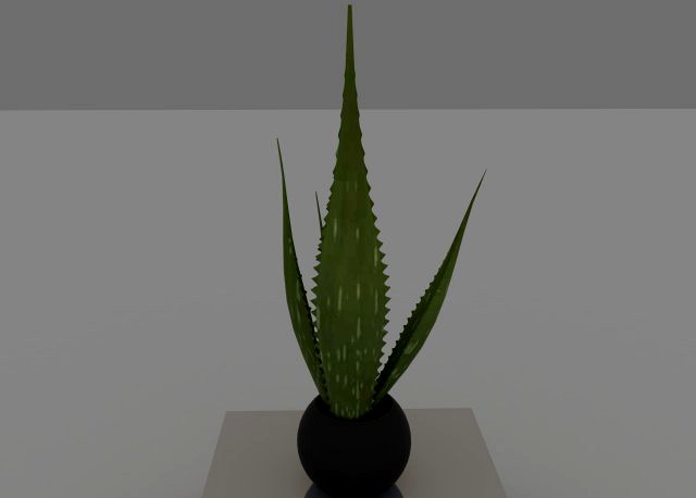 aloe