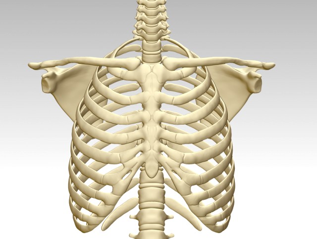3d printing and downloading of human sternum structure model