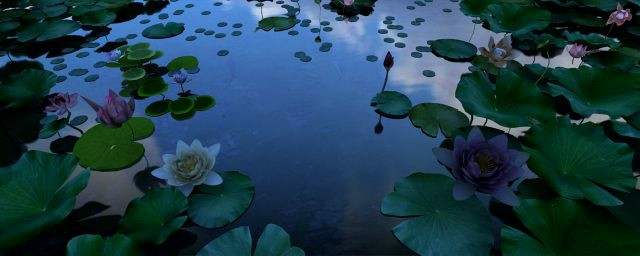 lotus pond