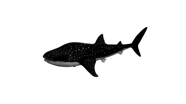 rigged whale shark