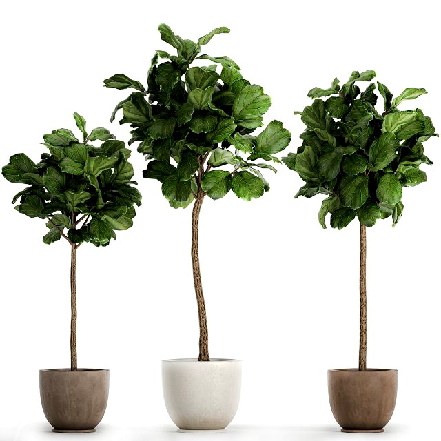 ficus lyrata in a flowerpot for the interior 1073