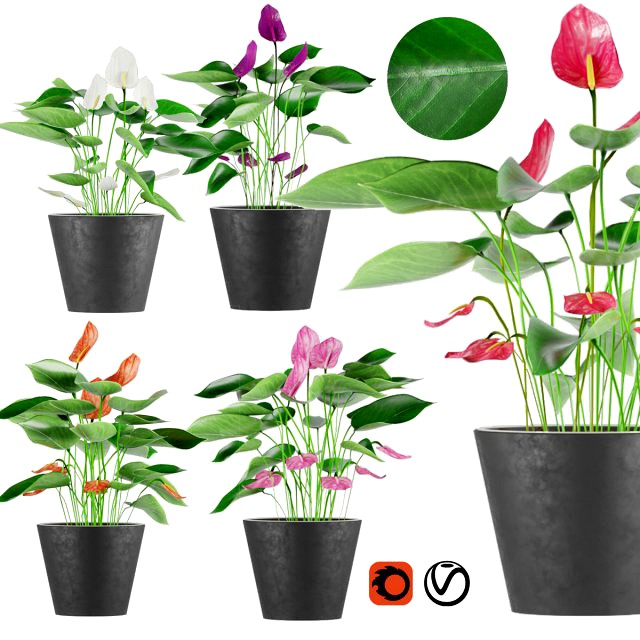 collection plant anthurium