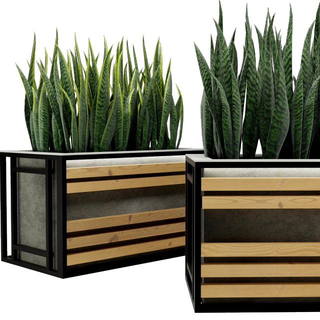 sansevieria