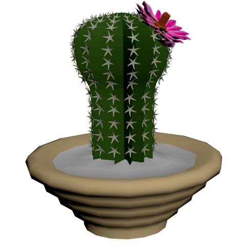 blooming cactus