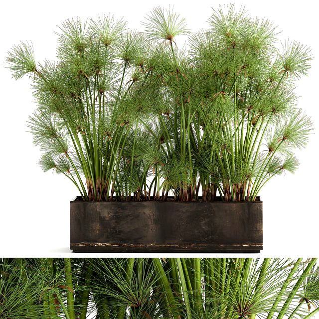 cyperus papyrus in a rust pot for the interior 1049