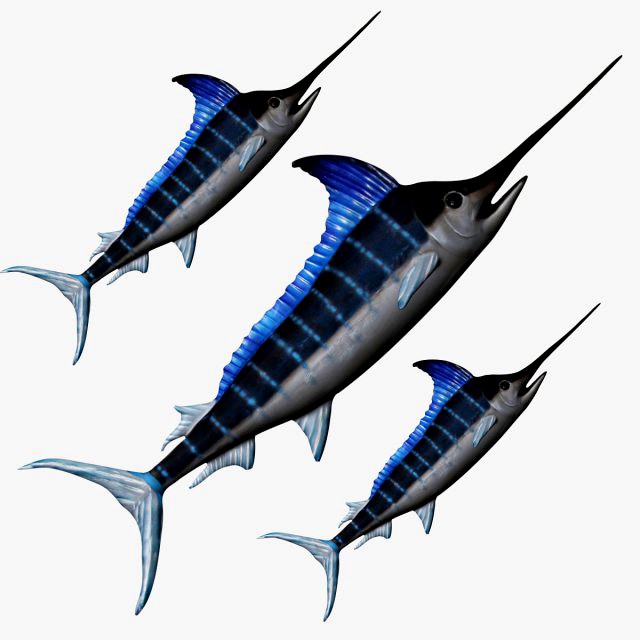 rigged swordfish merlin sword fish