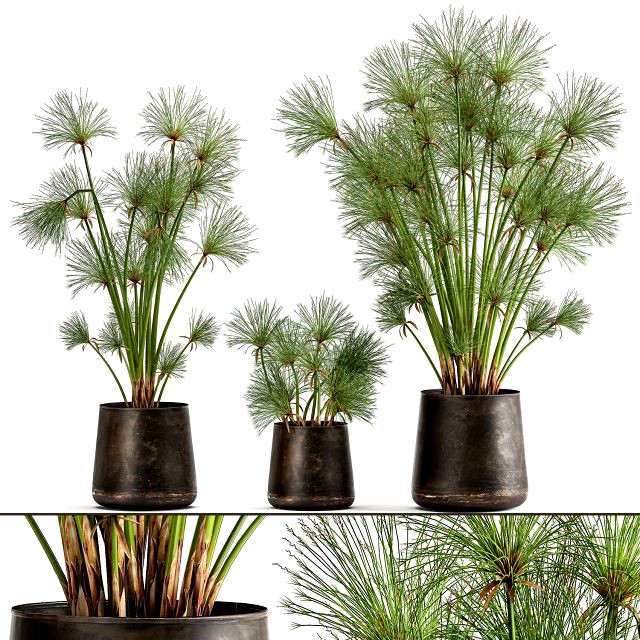 cyperus papyrus in a rust pot for the interior 1048