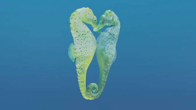 seahorse couple