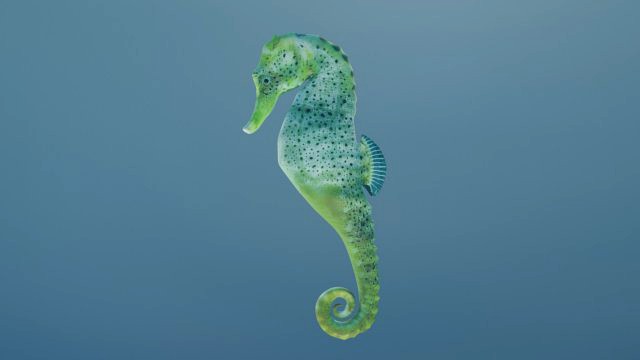 seahorse