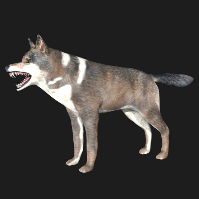 rigged wolf