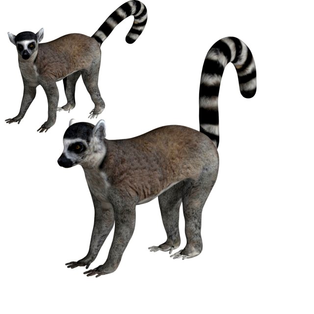 rigged lemur monkey