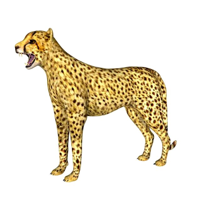rigged cheetah