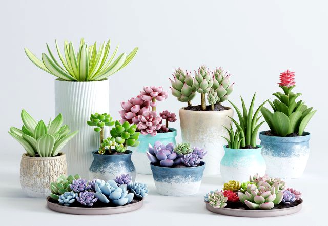 delicate succulent pot plant collection