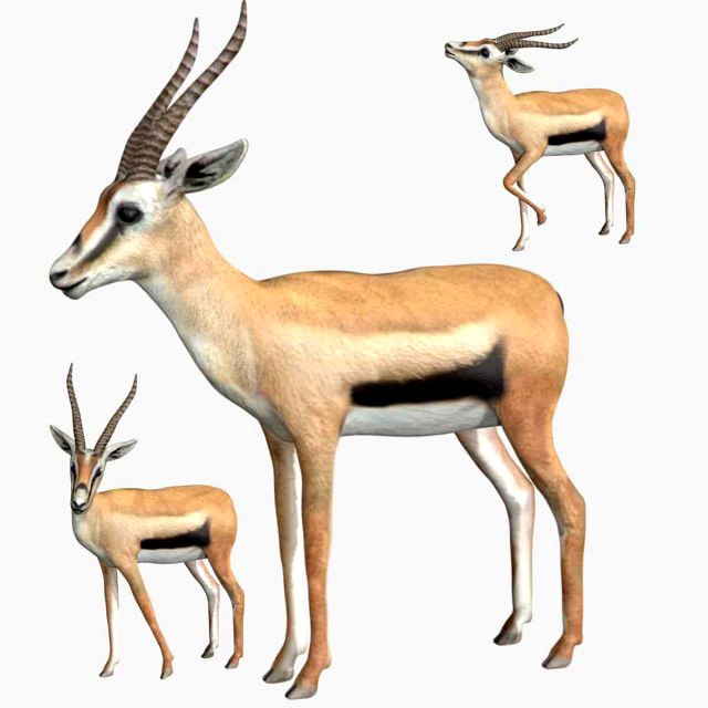 gazelle deer reindeer stag