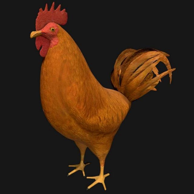 chicken hen rooster bird