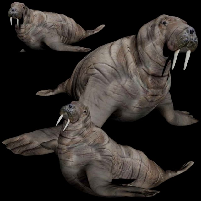 walrus seal