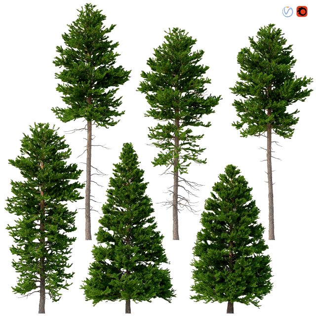 picea abies set 6 - 6 in 1